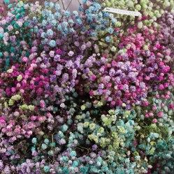 buket gipsofily 15 sht 7